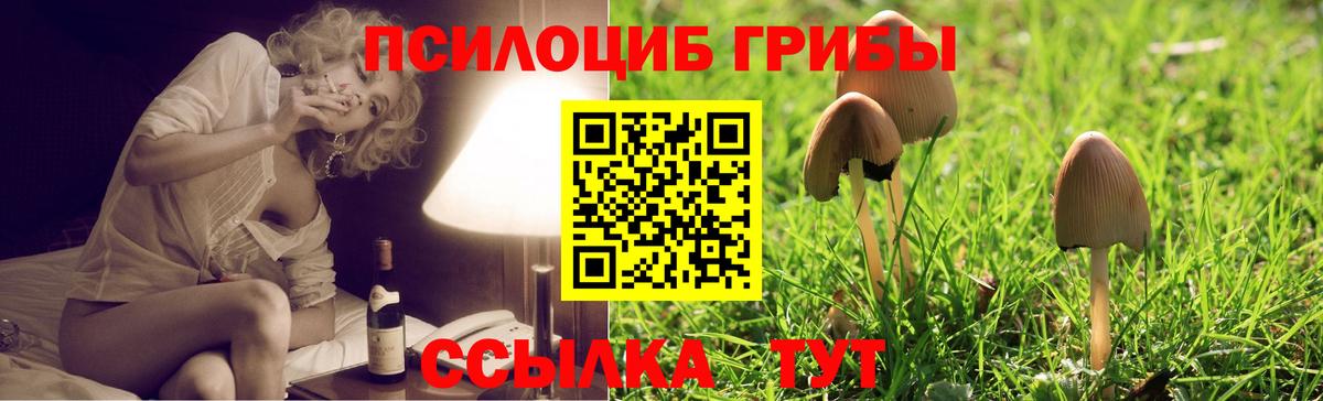 Псилоцибиновые грибы Psilocybine cubensis Сургут